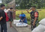 Babinsa dan Bulog Sergap Petani di Kuripan Utara 