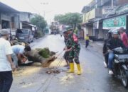 Sinergi Babinsa dan DLH Mataram Atasi Pohon Tumbang