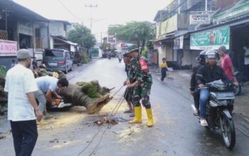 Sinergi Babinsa dan DLH Mataram Atasi Pohon Tumbang