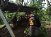 Sinergi Polri dan Warga: Pekarangan Jadi Solusi Ketahanan Pangan di Batulayar