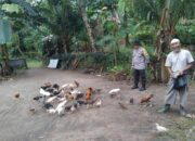 Peran Aktif Bhabinkamtibmas Batulayar, Warga Kini Mandiri Pangan