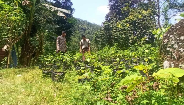 Bhabinkamtibmas Dukung Pekarangan Bergizi Warga Batulayar