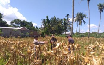 Sinergi Polri dan Petani: Bhabinkamtibmas Desa Kuripan Timur Bantu Panen Jagung Hibrida