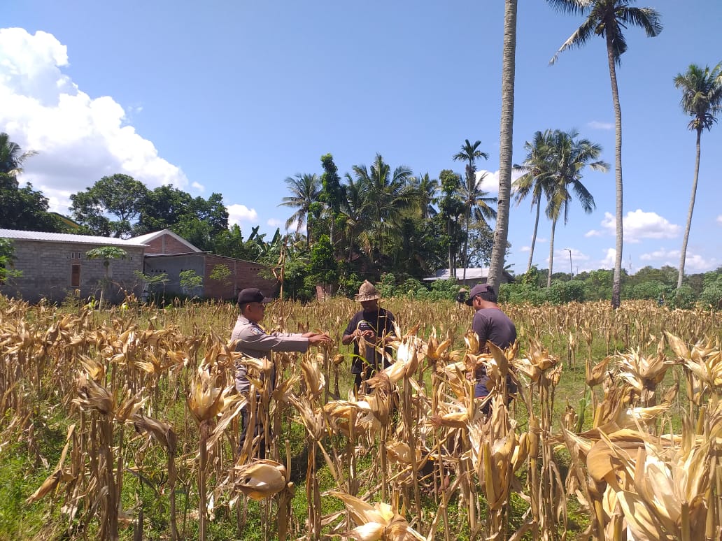 Sinergi Polri dan Petani: Bhabinkamtibmas Desa Kuripan Timur Bantu Panen Jagung Hibrida