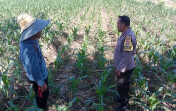 Bhabinkamtibmas Labuapi Dampingi Petani, Gencarkan Program Ketahanan Pangan di Bagik Polak Barat