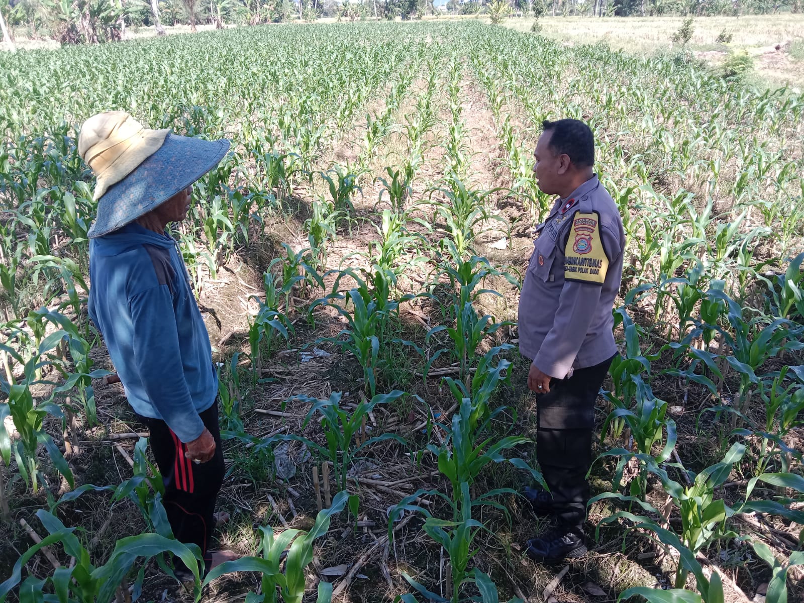 Bhabinkamtibmas Labuapi Dampingi Petani, Gencarkan Program Ketahanan Pangan di Bagik Polak Barat