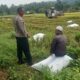 Bhabinkamtibmas Hadir Saat Panen, Warga Terharu