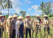 Kapolres Lombok Barat Hadiri Panen Raya Jagung, Sinergi Polri dan Petani Jaga Ketahanan Pangan