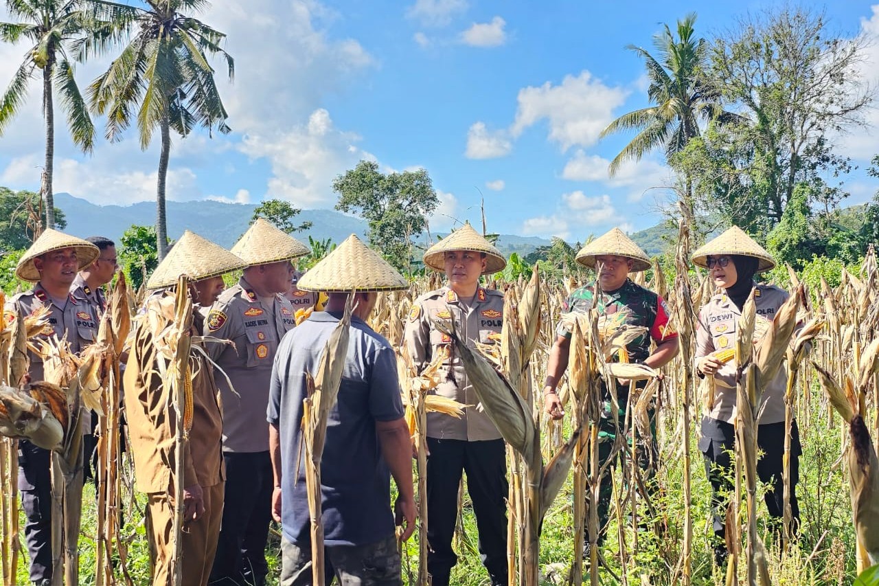 Kapolres Lombok Barat Hadiri Panen Raya Jagung, Sinergi Polri dan Petani Jaga Ketahanan Pangan