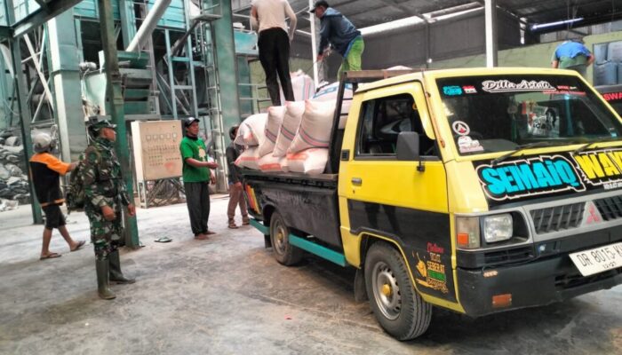 Babinsa Dampingi Penyerapan Gabah Petani Sekotong: Wujud Sinergi TNI dan Bulog Jaga Ketahanan Pangan