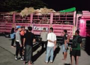 Polsek Lembar Tertibkan Proses Pemuatan Truk Ternak Sapi di Pelabuhan ASDP