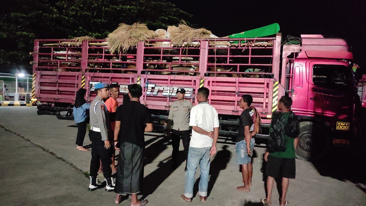 Pengamanan Ketat Pemuatan Truk Ternak Sapi di Pelabuhan Lembar