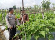 Bhabinkamtibmas Beleka Aktif Dampingi Petani Wujudkan Ketahanan Pangan