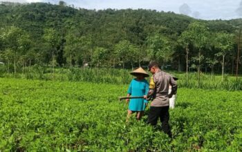 Optimalisasi Pekarangan: Peran Aktif Bhabinkamtibmas