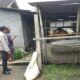Sinergi Polri dan Warga Dukung Ketahanan Pangan di Desa Jagaraga