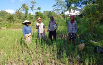 Bhabinkamtibmas Desa Giri Tembesi Berikan Motivasi dan Saran Pertanian kepada Petani