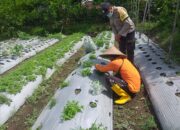 Bhabinkamtibmas Desa Jagaraga Ajarkan Warga Pemanfaatan Lahan untuk Ketahanan Pangan