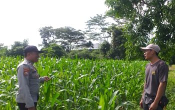 Bhabinkamtibmas dan PPL Tinjau Lahan Jagung di Lombok Barat