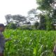 Bhabinkamtibmas dan PPL Tinjau Lahan Jagung di Lombok Barat