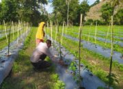 DDS Bhabinkamtibmas Dorong Produksi Cabai dan Keamanan Desa