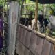Kepolisian Batulayar Aktif Dukung Program Ketahanan Pangan Pemerintah