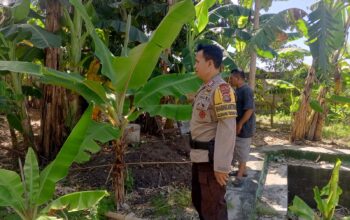Program Ketahanan Pangan Desa Terong Tawah: Peran Bhabinkamtibmas dalam Pengecekan Lahan dan Pemantauan Harga