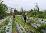 Bhabinkamtibmas Jagaraga Ajak Warga Kembangkan Lahan untuk Ketahanan Pangan