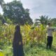 Polres Lombok Barat Dorong Produktivitas Jagung Lewat Pendampingan Petani