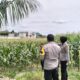 Dukung Ketahanan Pangan, Polisi Cek Langsung Lahan Jagung di Labuapi