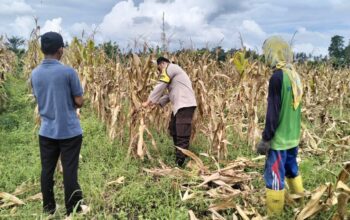 Polri Terjun ke Sawah: Dukungan Nyata untuk Petani Jagung Lombok Barat