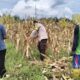 Polri Terjun ke Sawah: Dukungan Nyata untuk Petani Jagung Lombok Barat