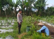 Optimalisasi Lahan untuk Ketahanan Pangan: Langkah Nyata Polri di Lombok Barat