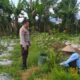 Optimalisasi Lahan untuk Ketahanan Pangan: Langkah Nyata Polri di Lombok Barat