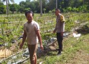 Bhabinkamtibmas Batu Putih Dukung Petani Cabai di Sekotong