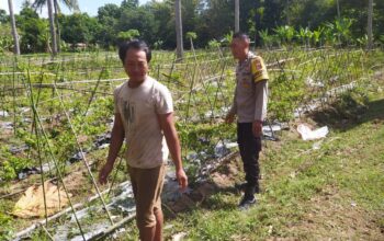 Polisi Aktif Bina Petani Cabai, Dorong Ketahanan Pangan Lombok Barat