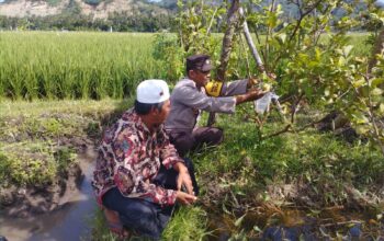 Sinergi Polri dan Petani di Gerung Perkuat Ketahanan Pangan
