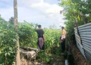 Jagung Bonanza dan Peran Polri dalam Ketahanan Pangan