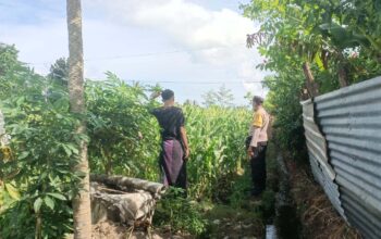 Jagung Bonanza dan Peran Polri dalam Ketahanan Pangan