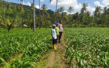 Ketahanan Pangan Diperkuat, Petani Batu Putih Tanam Jagung
