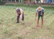 Optimalisasi Lahan Pertanian Desa Taman Ayu, Polri Ambil Peran Strategis