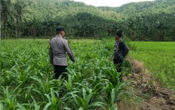 Silaturahmi Bhabinkamtibmas di Sekotong: Sinergi Jaga Kamtibmas dan Pertanian