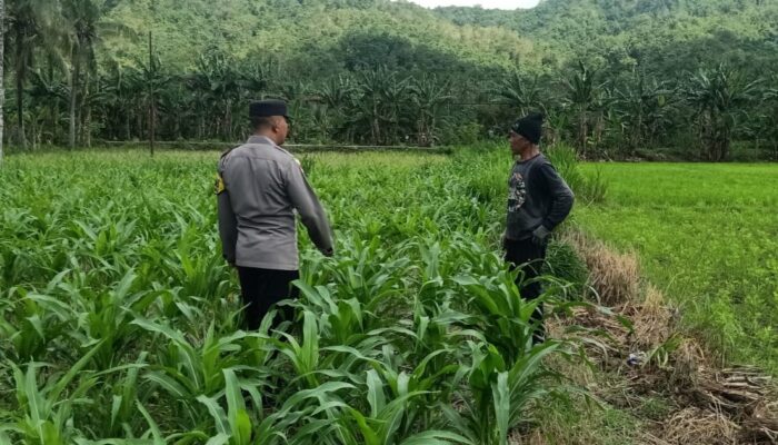Silaturahmi Bhabinkamtibmas di Sekotong: Sinergi Jaga Kamtibmas dan Pertanian