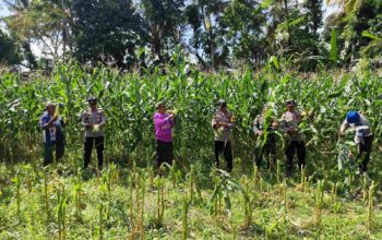 Sinergi Ketahanan Pangan: Panen Jagung Bersama di Kuripan, NTB