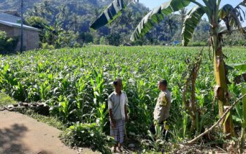 Peran Bhabinkamtibmas Lembar dalam Mendukung Petani Jagung Lokal
