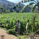 Peran Bhabinkamtibmas Lembar dalam Mendukung Petani Jagung Lokal