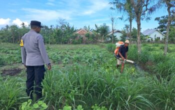 Bhabinkamtibmas Pelangan Aktif Dukung Ketahanan Pangan Lokal