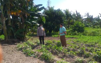 Bhabinkamtibmas Kuripan Aktif Bina Petani, Dukung Program Pangan Nasional