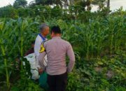 Sinergi Polisi dan Petani Wujudkan Ketahanan Pangan di Kuripan Utara