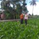 Pemantauan Pertanian oleh Polisi: Perkuat Sinergi dengan Petani di Kuripan Timur