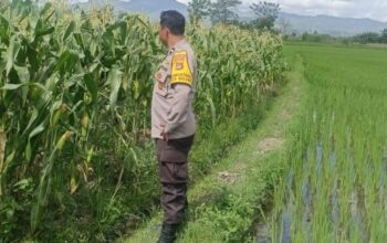DDS Bhabinkamtibmas Beleka di Sawah: Dekatkan Polisi dan Petani